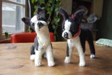 Boston Terriers  Maggie & Max
